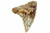 Fossil Shark Tooth (Hemipristis) From Angola - Unusual Location #259447-1